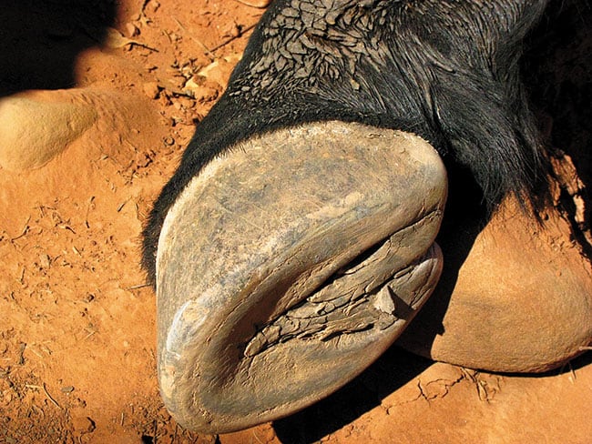Bare Hooves
