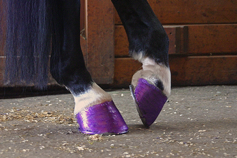 Painted Hooves