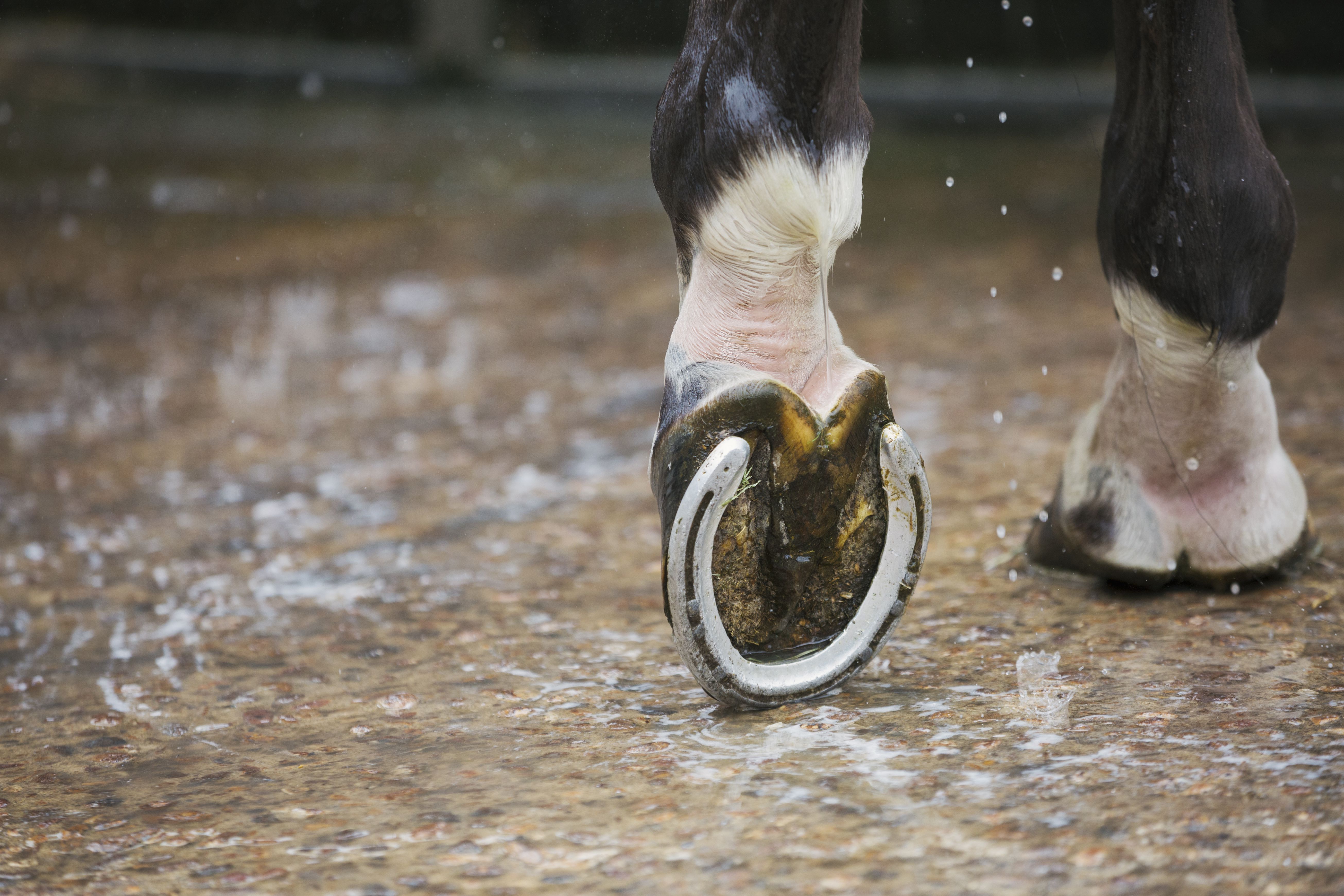 Shod Hooves